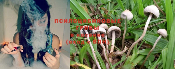 хмурый Белокуриха
